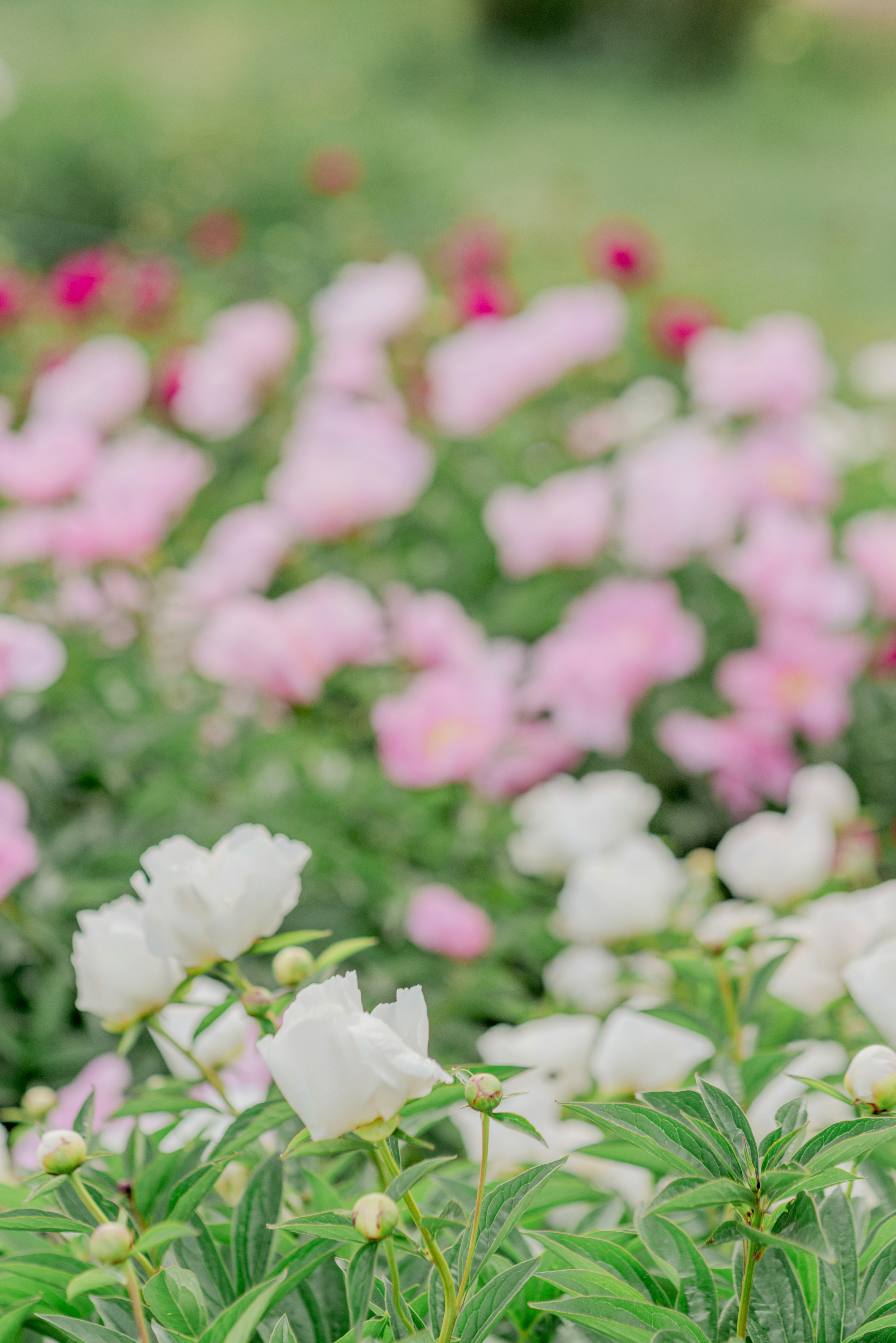 Paeona peony fields at dawn, Heze, China