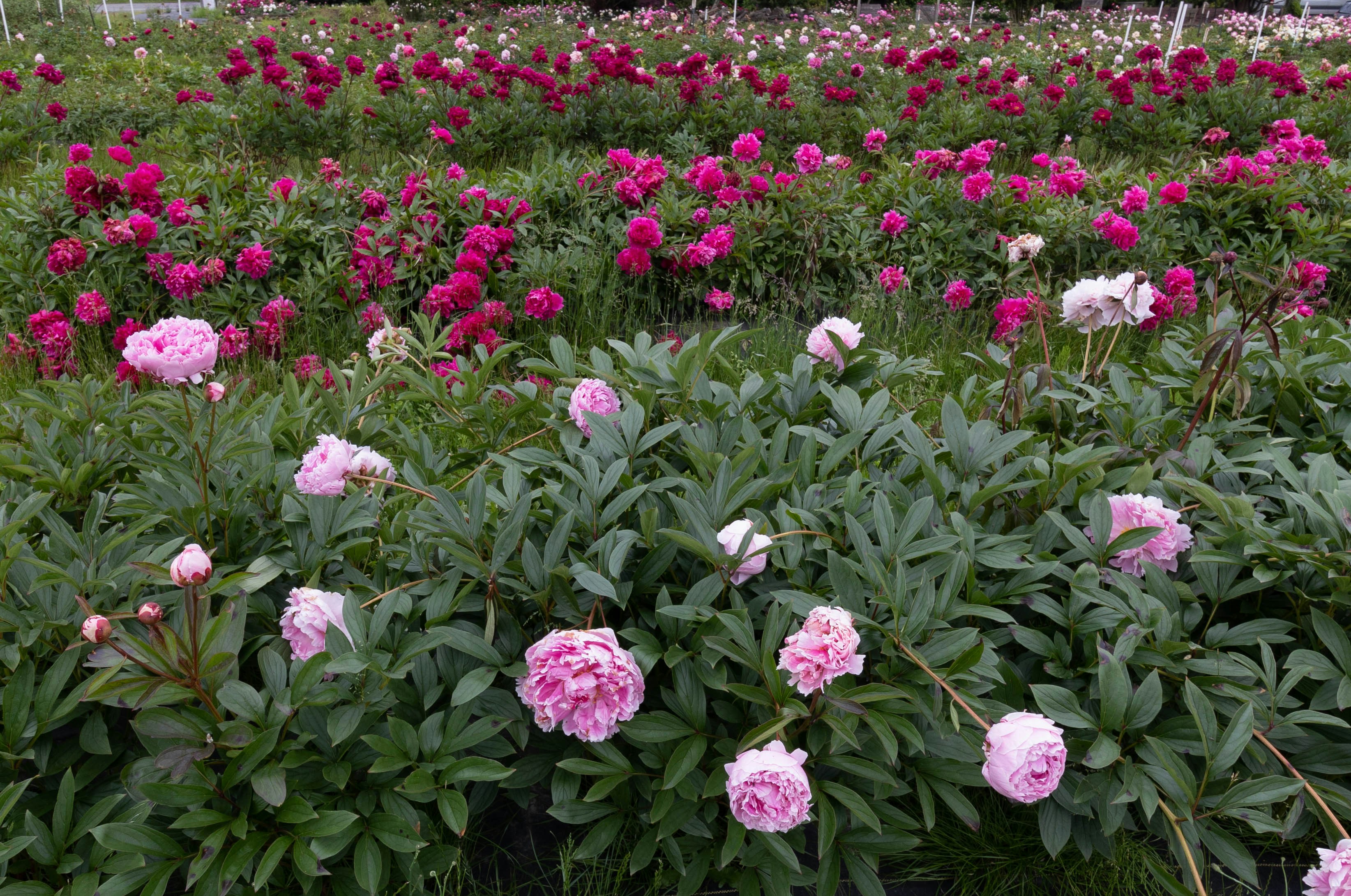 Hydration & Pre-cooling