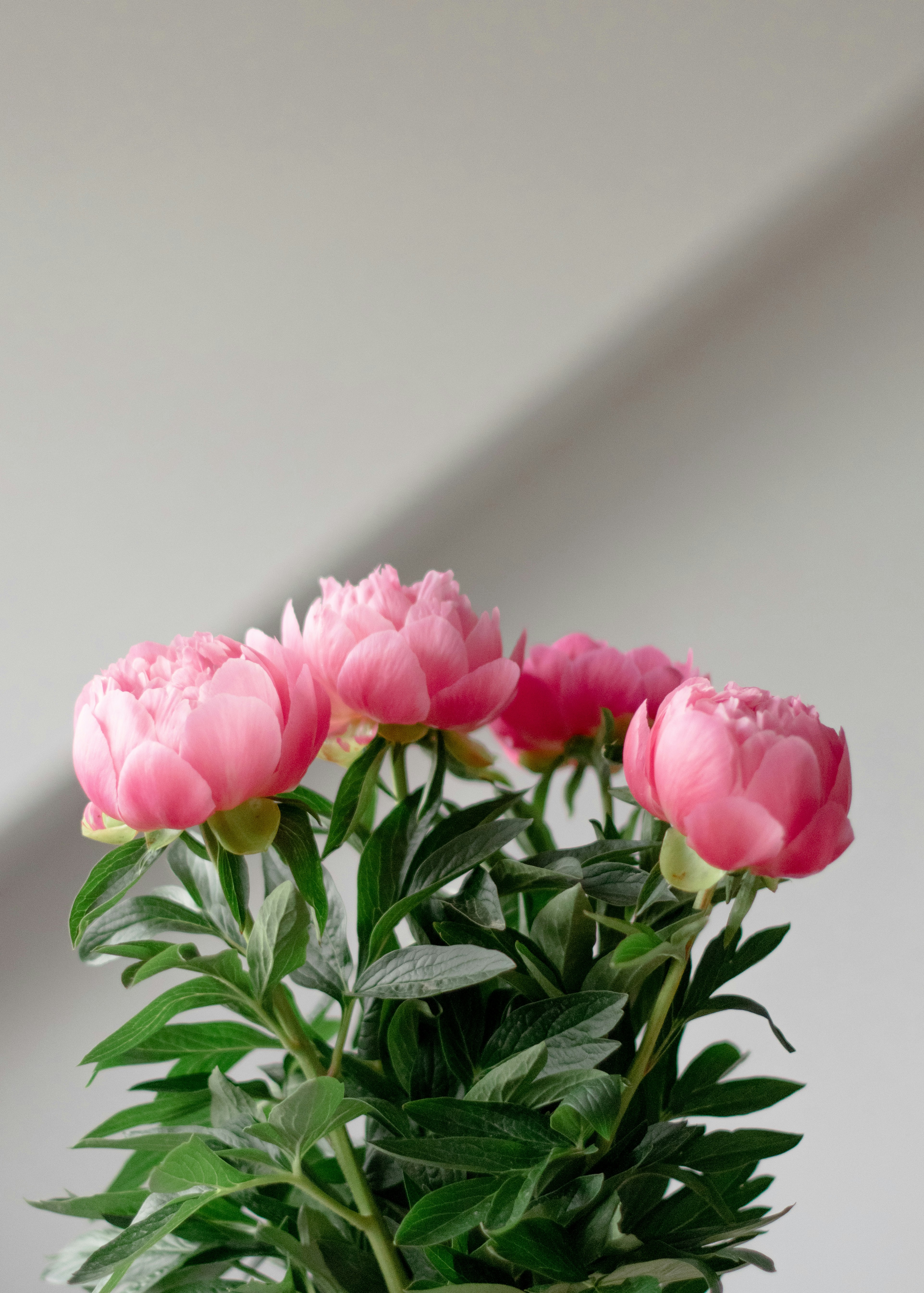 Bowl of Beauty — export-grade peony