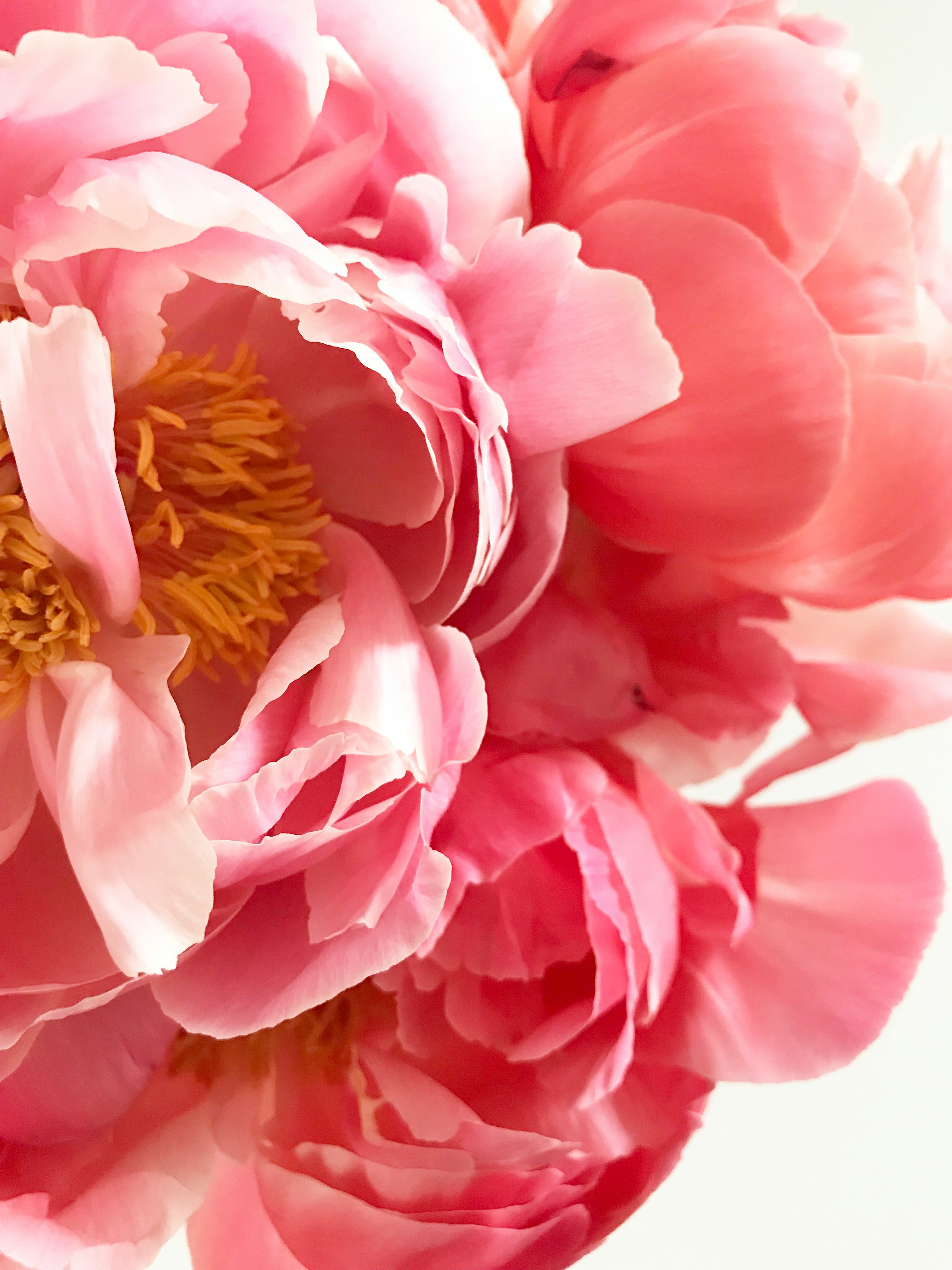 Red Charm — export-grade peony